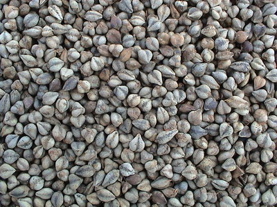 白い韃靼種玄蕎麦