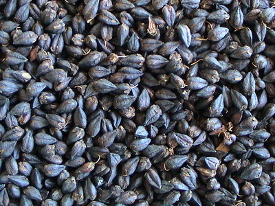 黒い韃靼種玄蕎麦