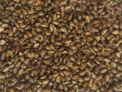 ムキミ韃靼蕎麦